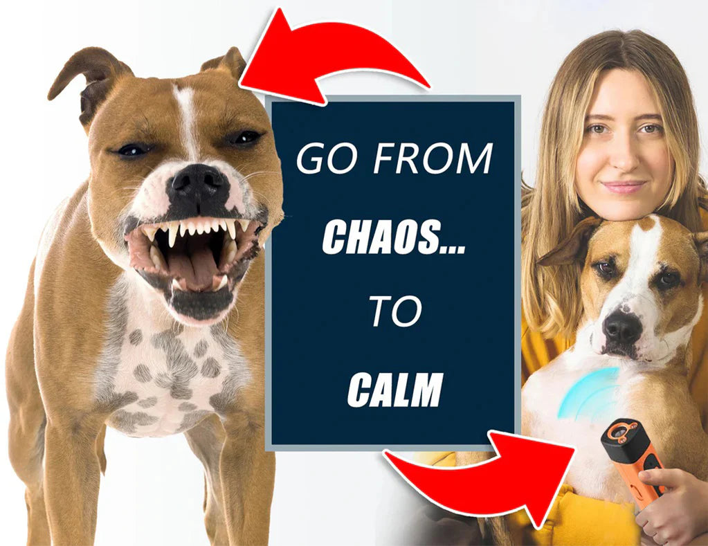 Watch Barking and Bad Behaviors Disappear at the Touch of a Button